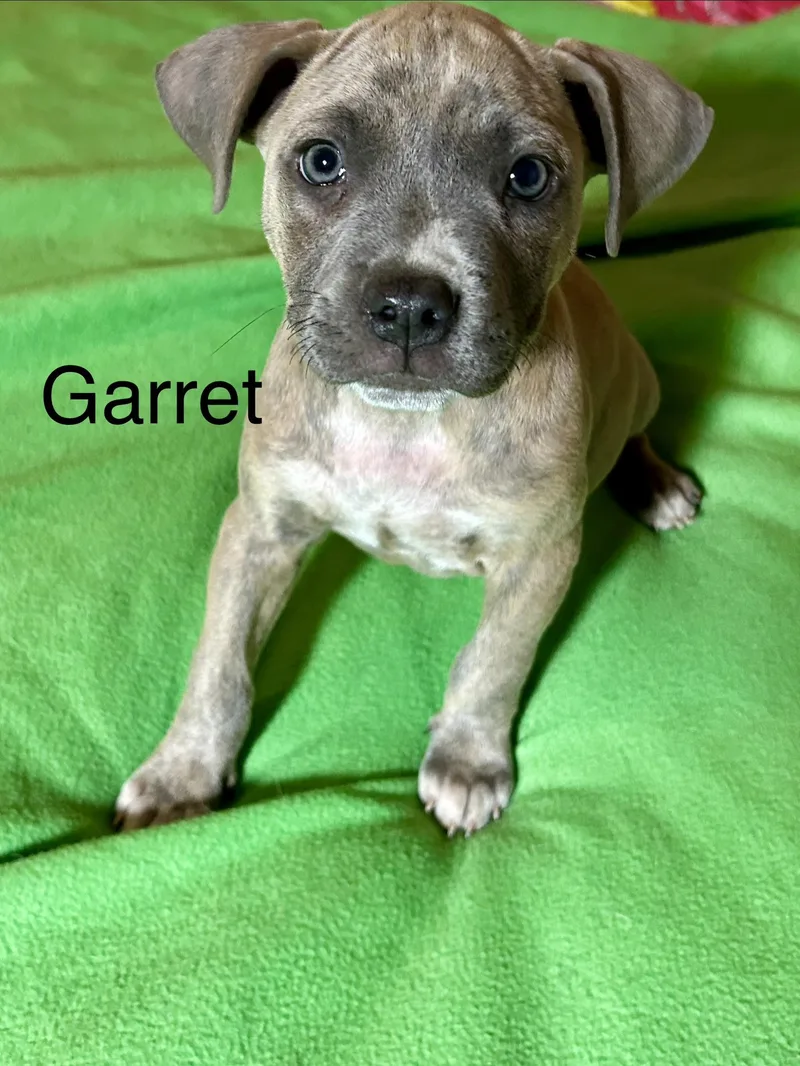 Garret