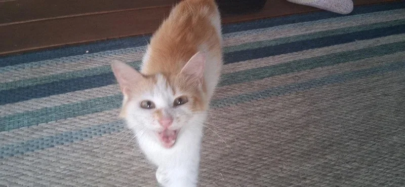 A young medium-sized female Domestic Short Hair cat named Amber for adoption in Cromwell, KY