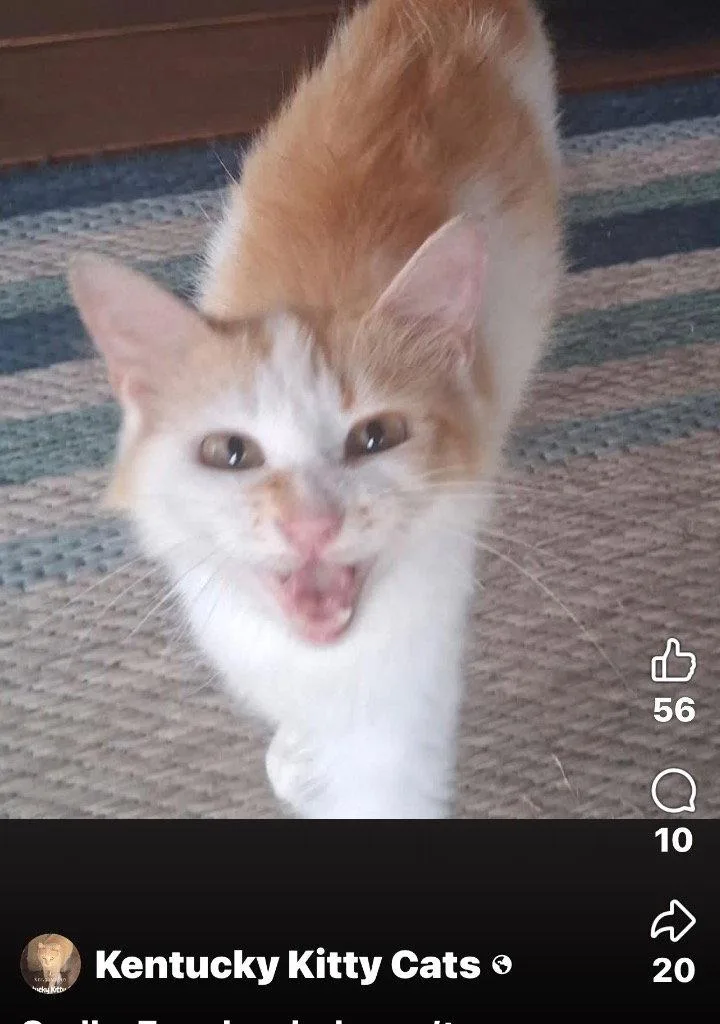 Amber thumbnail 2