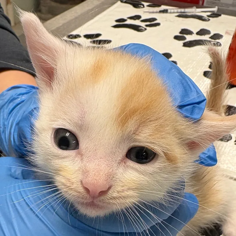 A baby small-sized male Orange / Red Domestic Short Hair cat named Panda for adoption in Mount Juliet, TN