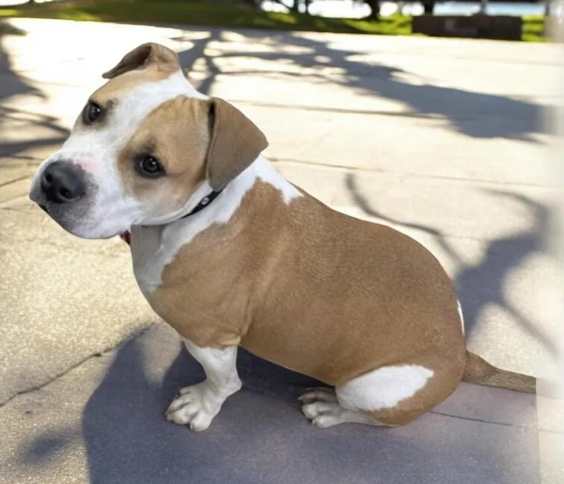 An adult medium-sized female White / Cream Mixed Breed dog named Nila for adoption in Miller Beach, IN