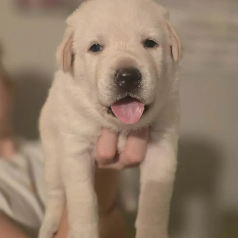 A baby large-sized female Yellow Labrador Retriever dog named Serendipitous Star for adoption in La Center, WA