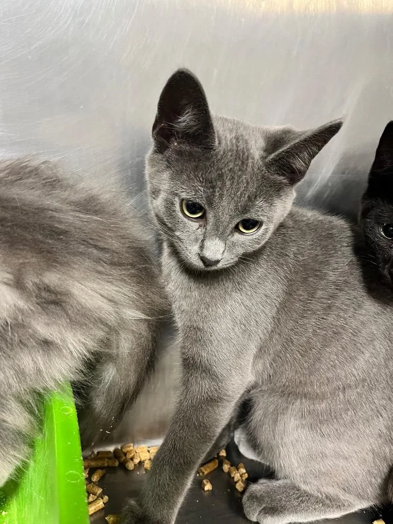 A baby medium-sized male Domestic Short Hair cat named Bray for adoption in Hopkinsville, KY