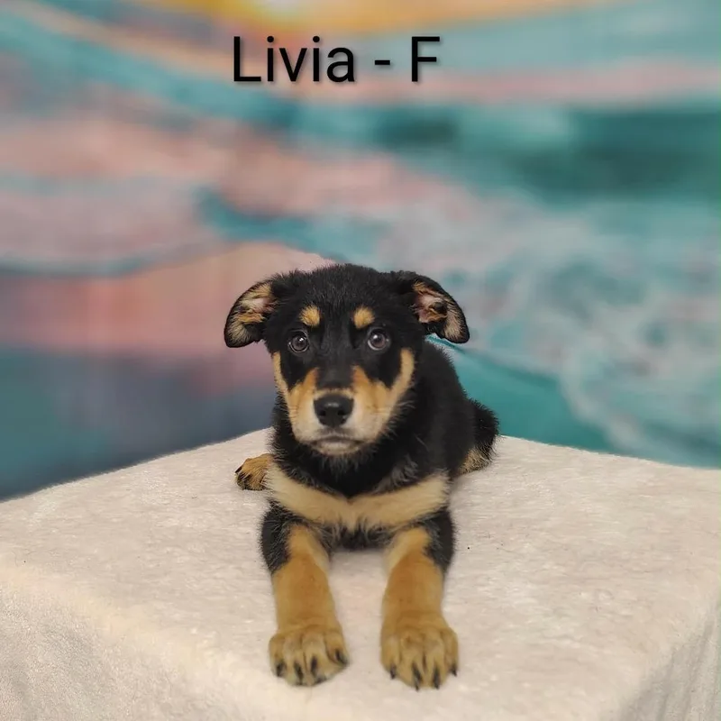 Livia