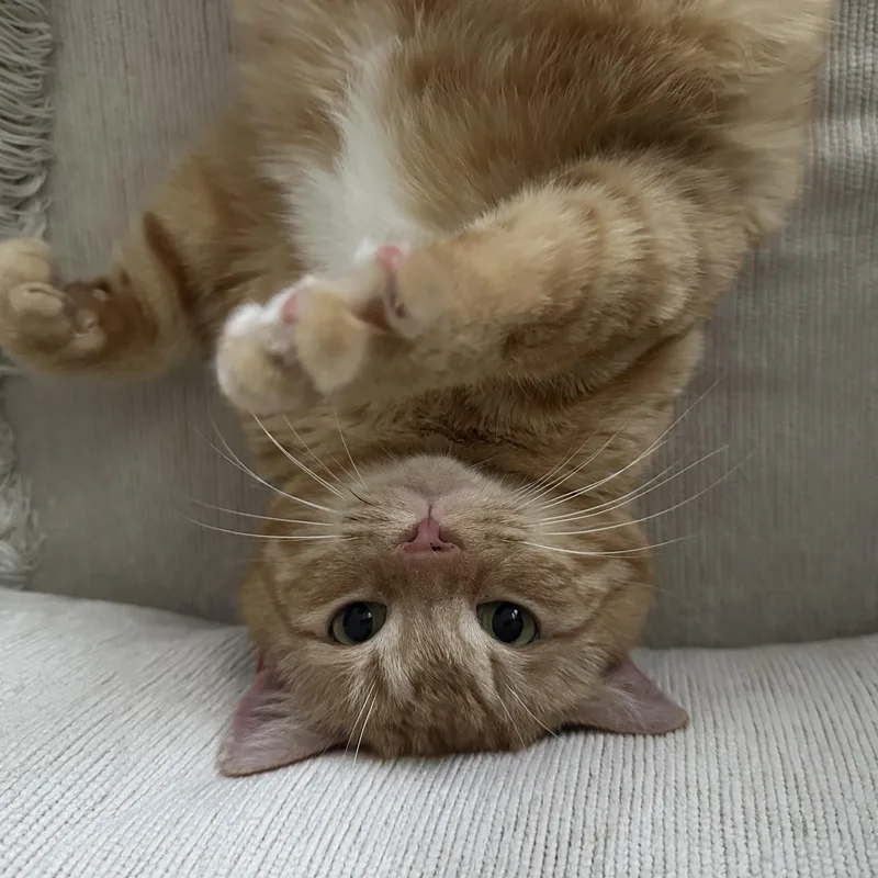 Casanova Park thumbnail 2