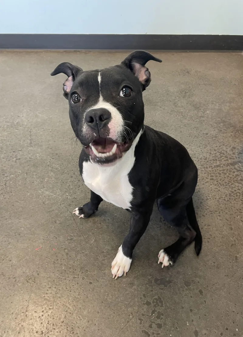 A young medium-sized female Black Mixed Breed dog named Nori for adoption in Mishawaka, IN