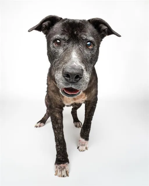 An adult medium-sized female Pit Bull Terrier dog named Phoenix for adoption in Santa Cruz, CA