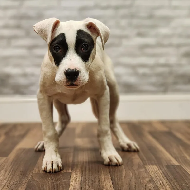 Wade Wilson thumbnail 2