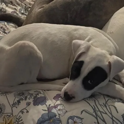 Wade Wilson thumbnail 3