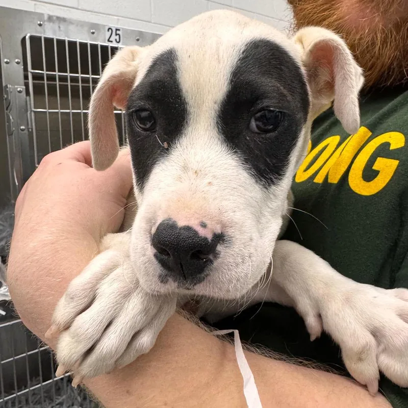 Wade Wilson thumbnail 4