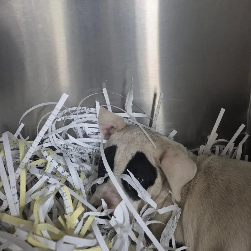 Wade Wilson thumbnail 5