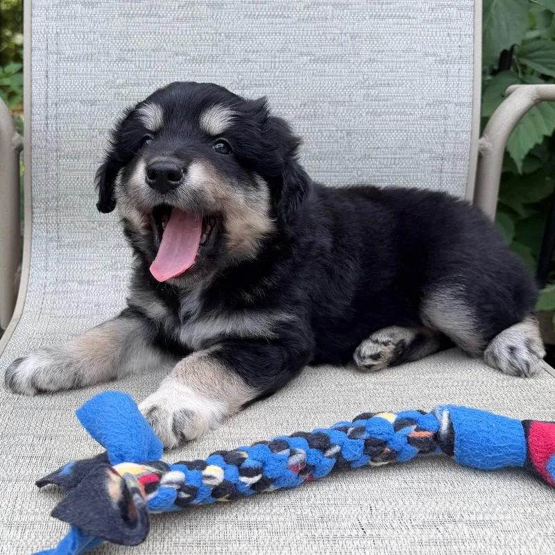 A baby small-sized male Australian Shepherd dog named Scone for adoption in Crystal, MN