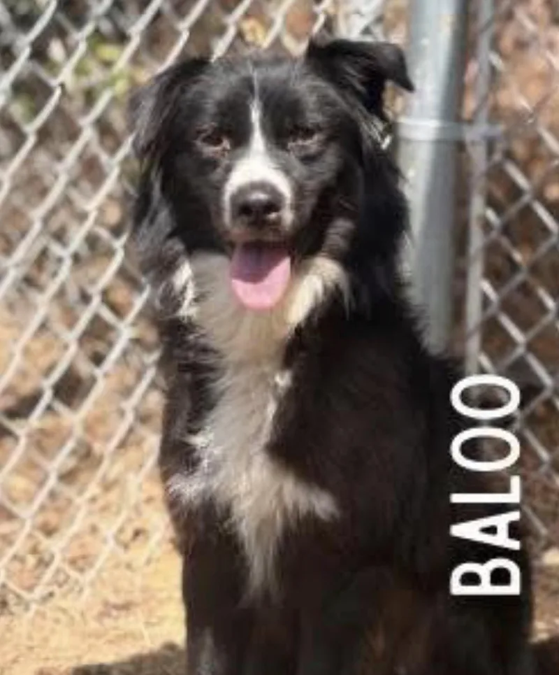An adult medium-sized male Border Collie dog named Baloo for adoption in Crystal Lake, IL
