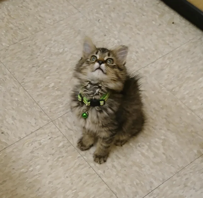A baby medium-sized female Tabby (Brown / Chocolate) Tabby cat named Bubbles for adoption in Albuquerque, NM