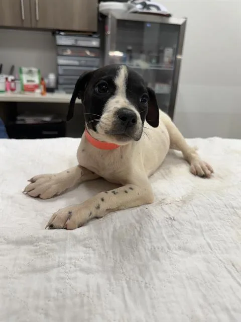 A baby small-sized female Pit Bull Terrier dog named Cicada for adoption in Baytown, TX