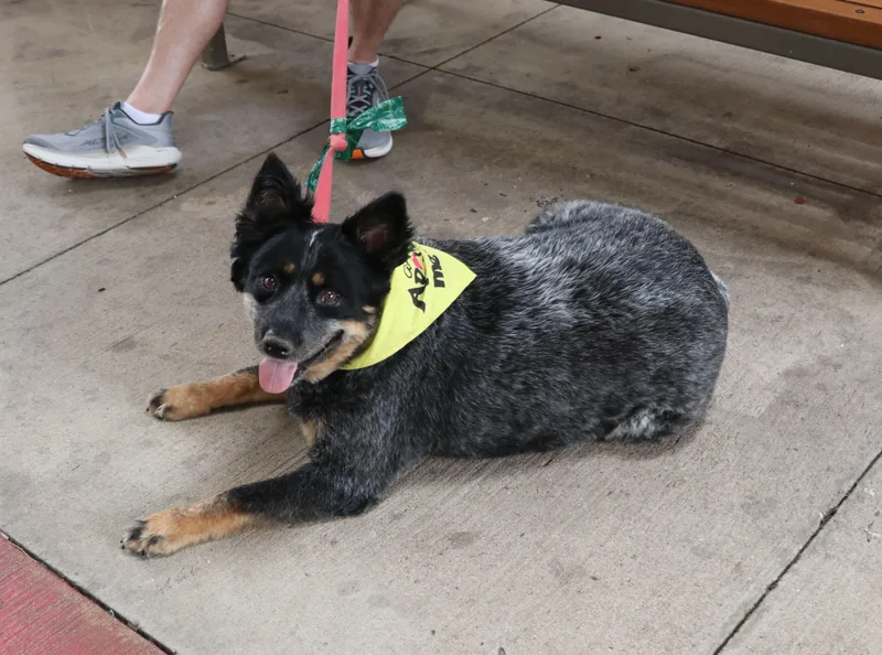 An adult large-sized male Gray / Blue / Silver Australian Shepherd dog named Boogie for adoption in Pflugerville, TX