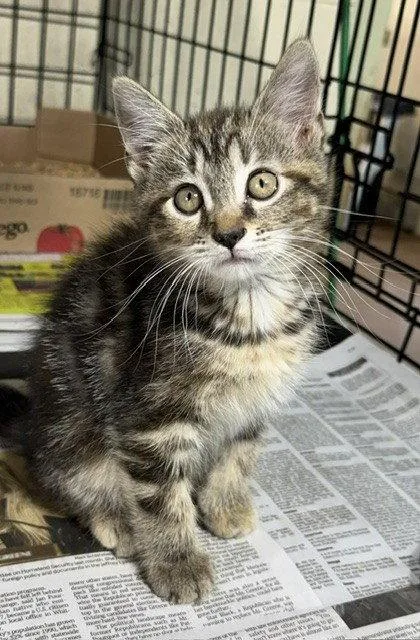 A young medium-sized female Domestic Medium Hair cat named Nadja for adoption in Apollo, PA