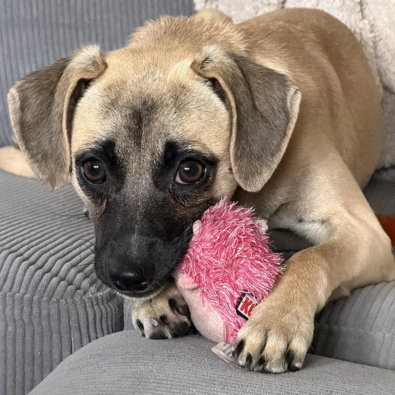 A baby small-sized female Black Chihuahua dog named Lexus for adoption in Silvana, WA