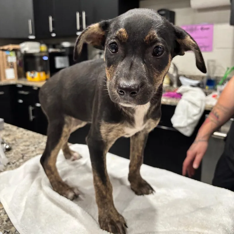 A baby small-sized female Black Mixed Breed dog named Tina for adoption in Nashville, TN