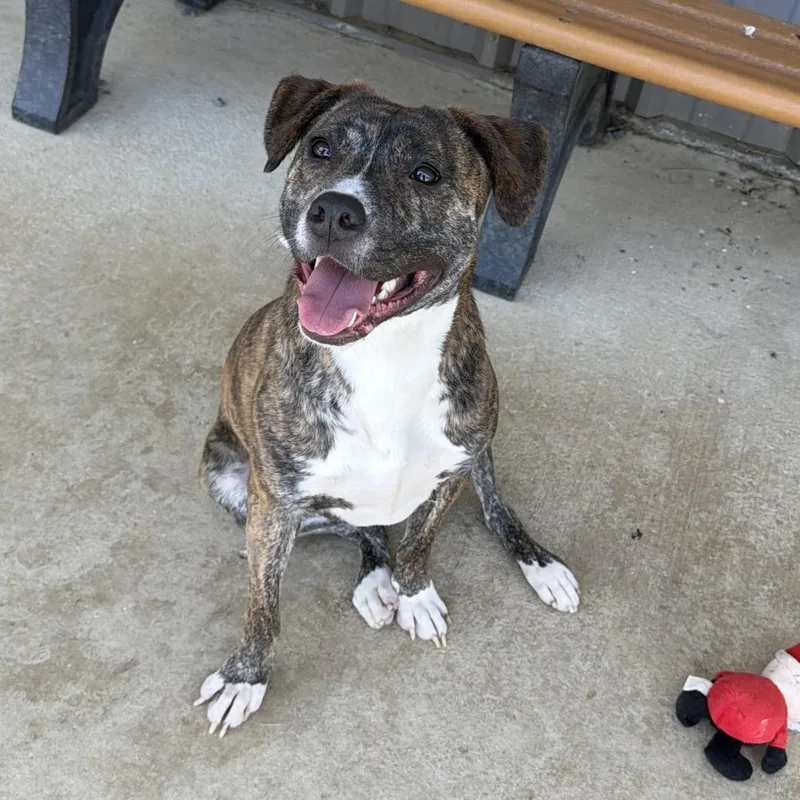 An adult medium-sized female Brindle Pit Bull Terrier dog named Ariel for adoption in Paramus, NJ