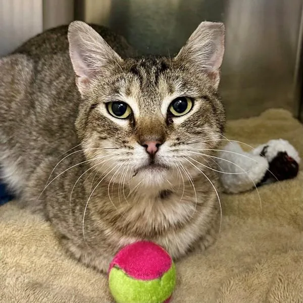 An adult medium-sized female Domestic Short Hair cat named Sauerkraut for adoption in Walnut Creek, CA