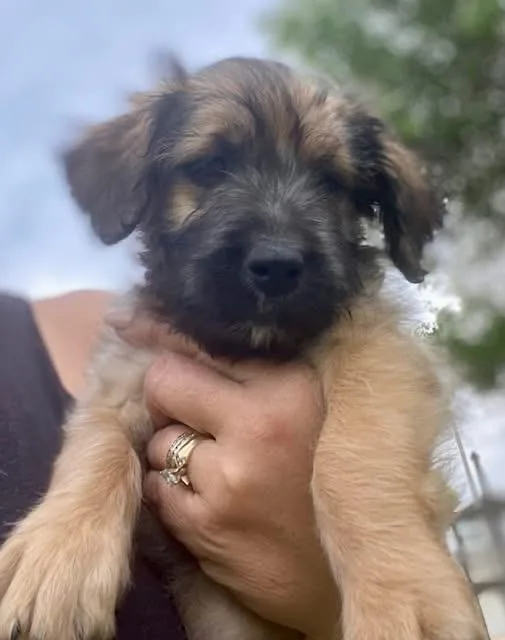 A baby medium-sized female Brown / Chocolate Schnoodle dog named Hazel for adoption in Orland Park, IL