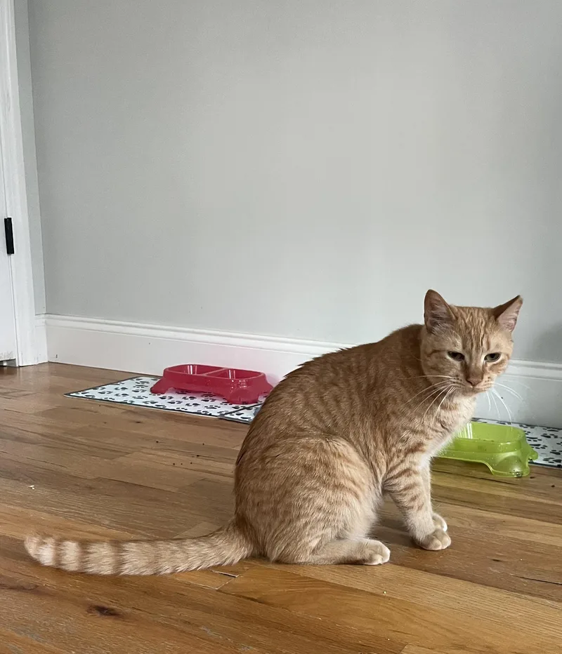 Garfield thumbnail 3