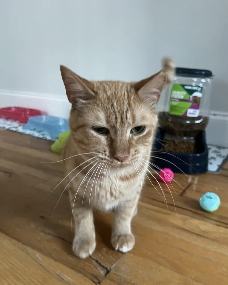 Garfield thumbnail 4