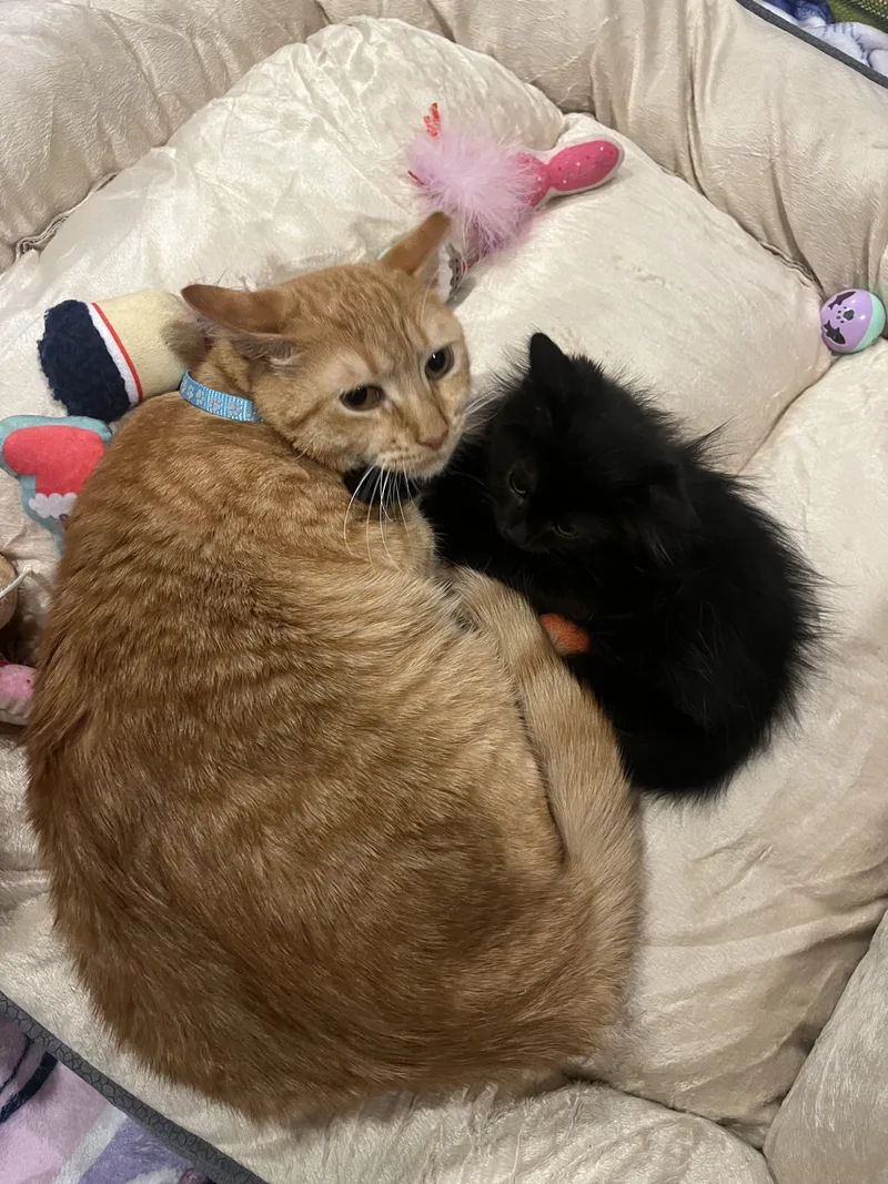 Garfield thumbnail 5