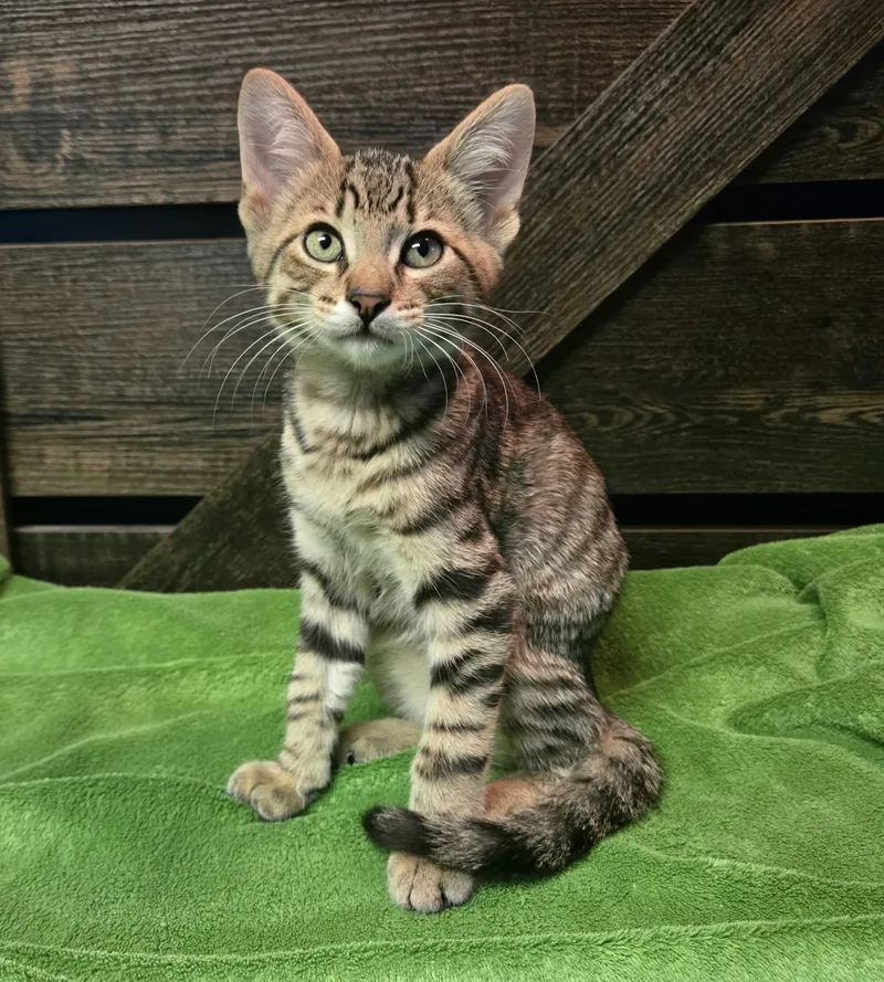 A baby small-sized male Tabby (Brown / Chocolate) Domestic Short Hair cat named Forklift for adoption in Stoughton, WI