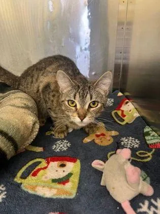 A young small-sized female Tabby (Brown / Chocolate) Domestic Short Hair cat named Arizona for adoption in Williamsport, PA