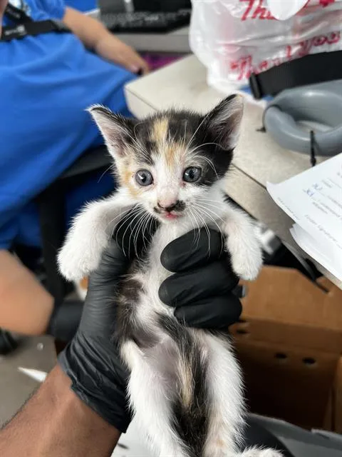 A baby medium-sized female Domestic Medium Hair cat named Daisy for adoption in Dallas, TX