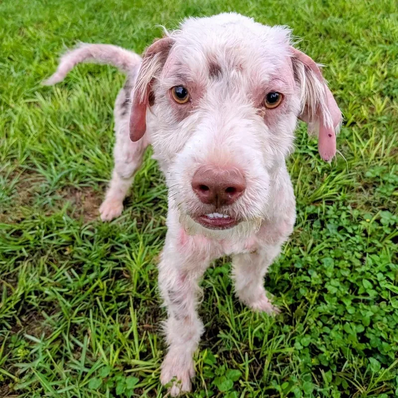 An adult small-sized male White / Cream Miniature Poodle dog named Zach Thomas for adoption in Houston, TX