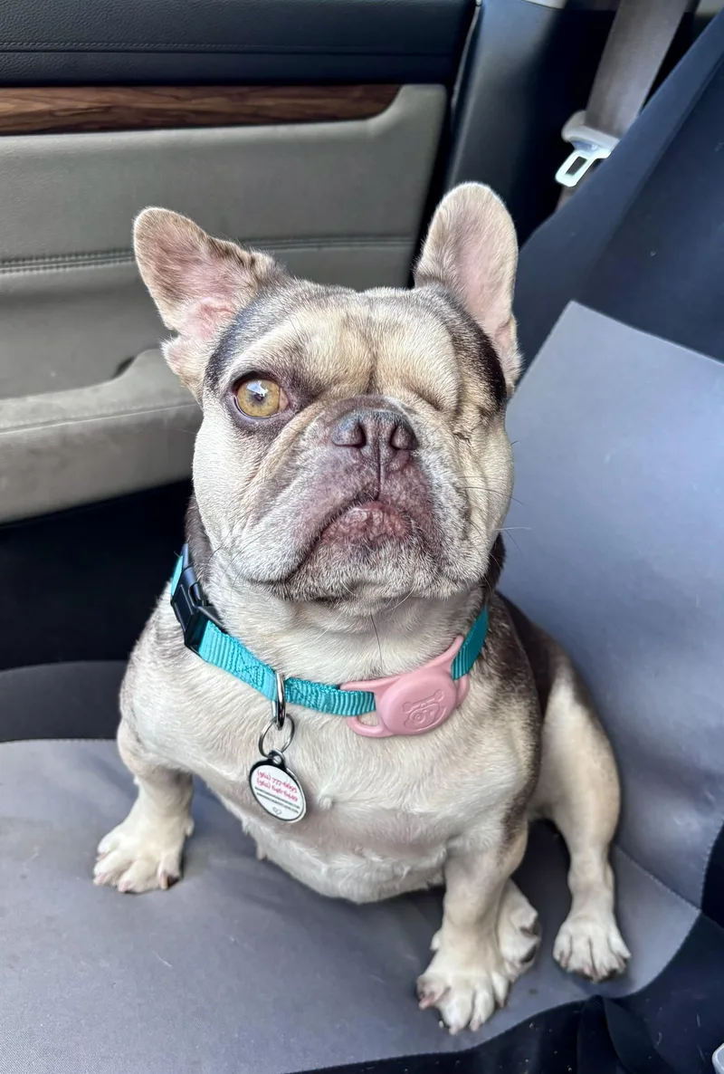 A young small-sized female Merle (Blue) French Bulldog dog named Cass for adoption in la habra, CA