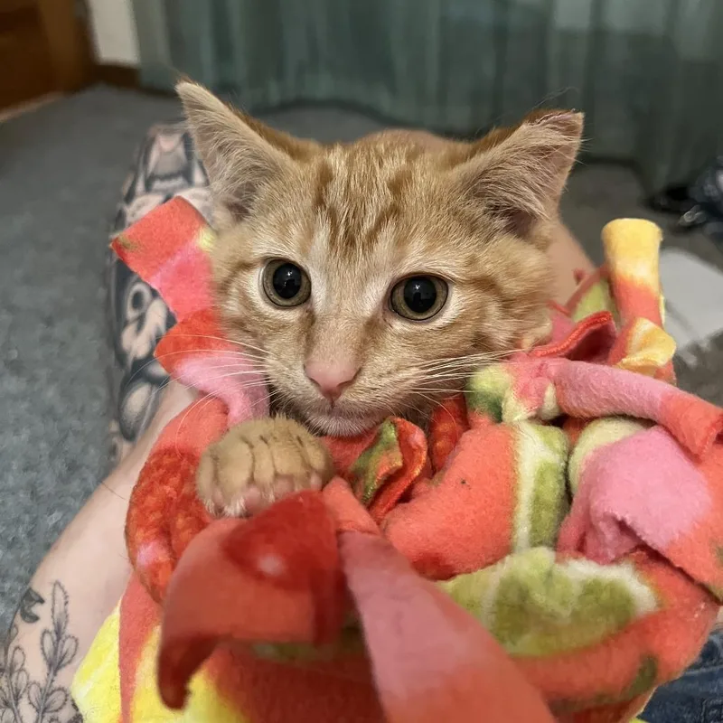 An adult small-sized male Orange / Red Domestic Short Hair cat named Lil Jim Bob for adoption in Medina, OH