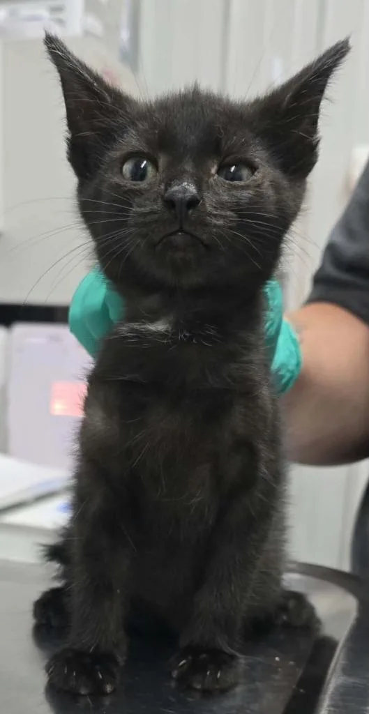 A baby small-sized male Domestic Short Hair cat named Jack for adoption in Hillsdale, IN