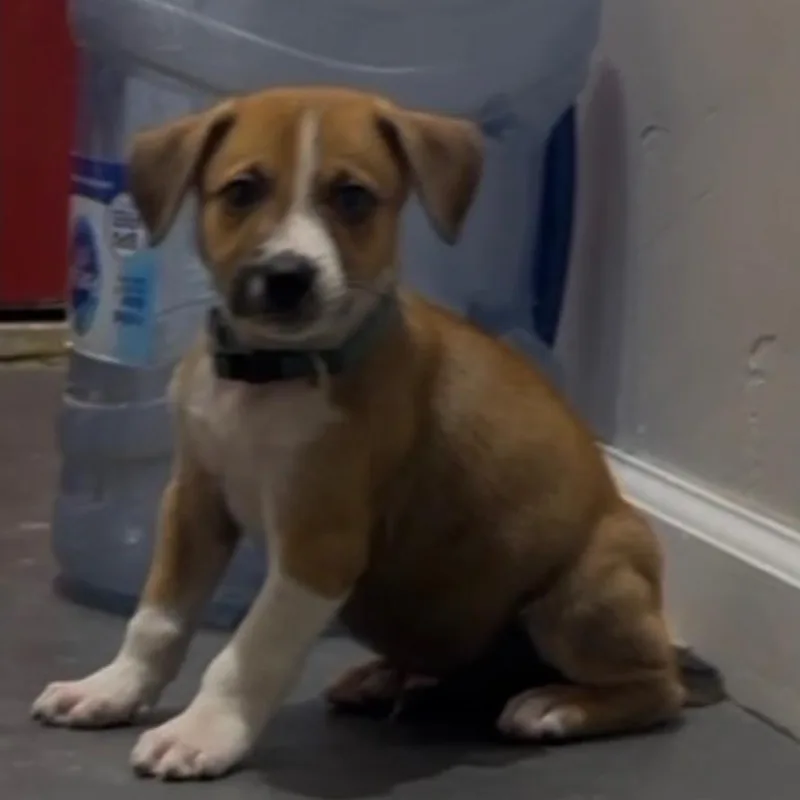 A baby medium-sized male Brown / Chocolate Pit Bull Terrier dog named Bacon for adoption in Brentwood, CA
