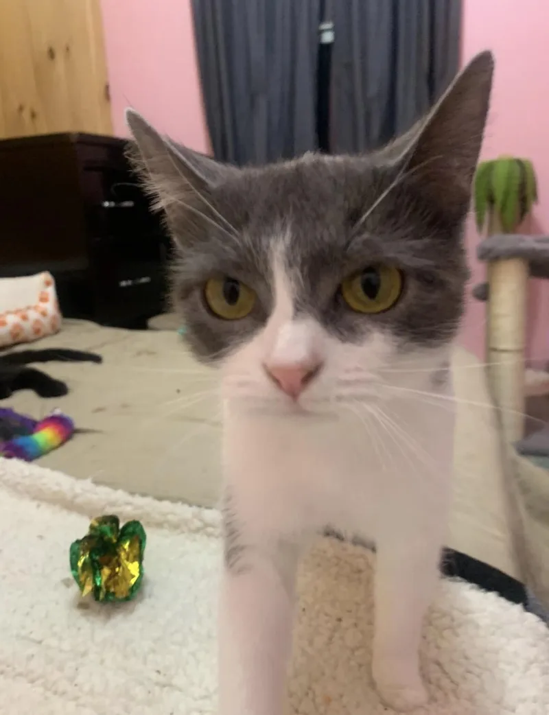 A young small-sized female Gray & White Domestic Short Hair cat named Rosie for adoption in Randolph Center, VT