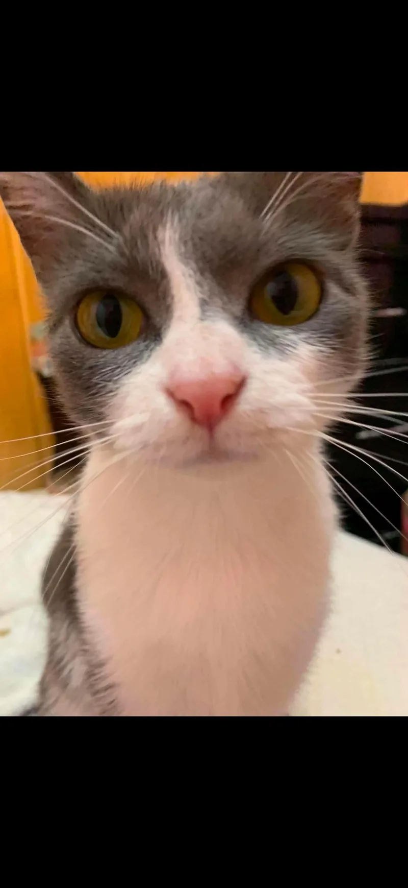 Rosie thumbnail 3