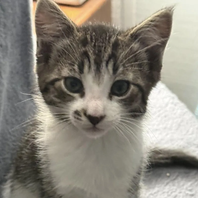A baby small-sized male Domestic Medium Hair cat named Rodger for adoption in Allyn, WA