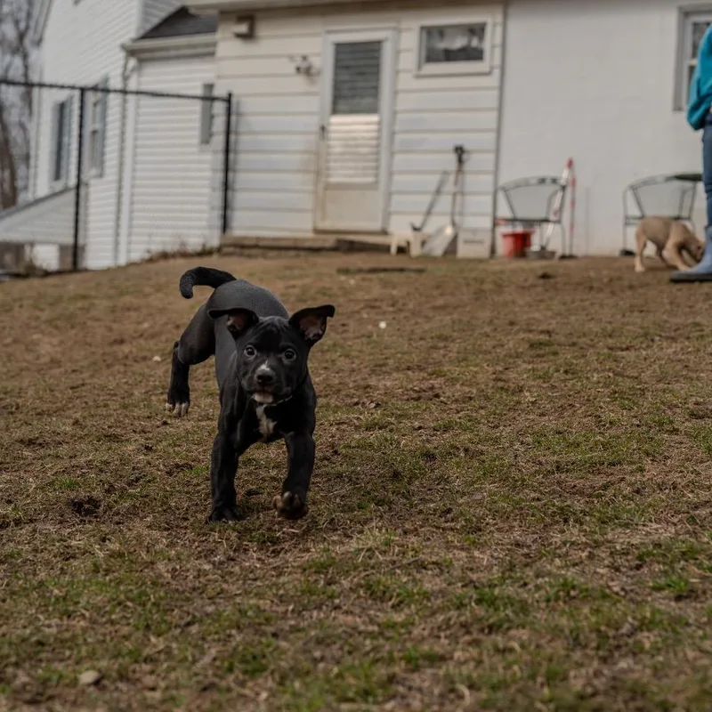 Snap Pea thumbnail 2