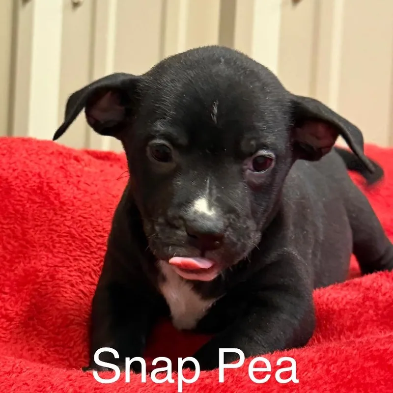 Snap Pea thumbnail 3