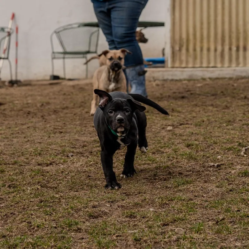 Snap Pea thumbnail 4