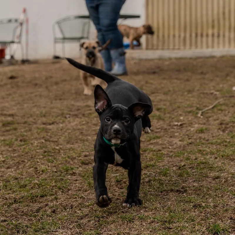 Snap Pea thumbnail 5