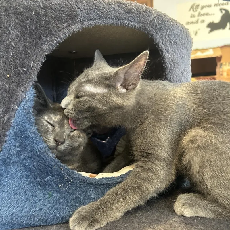 A baby small-sized female Tortoiseshell Domestic Short Hair cat named Matcha Latte for adoption in Middletown, NY