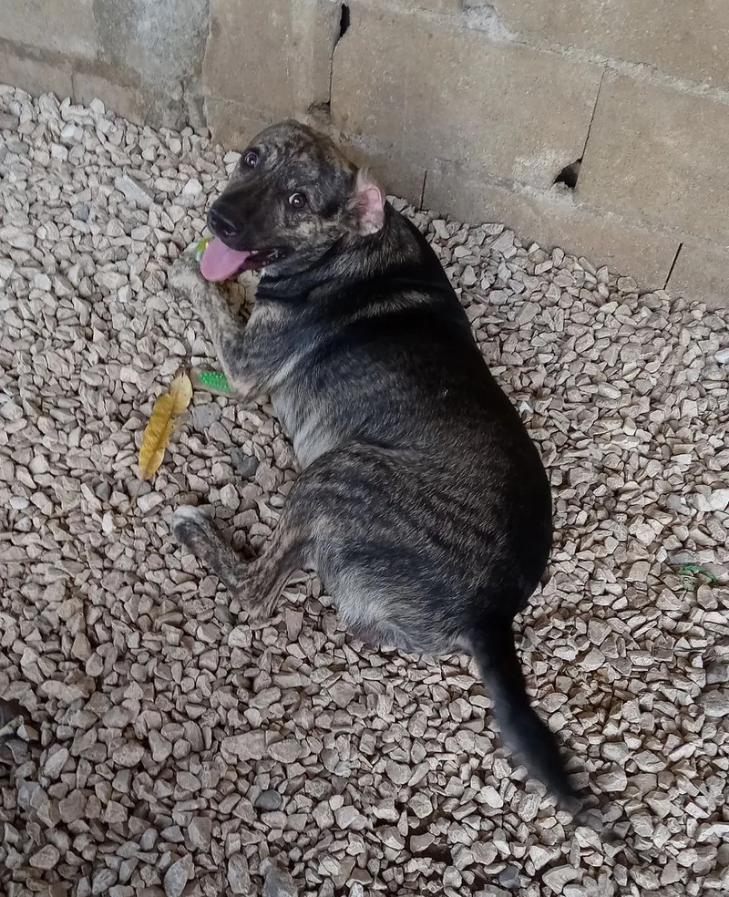 A baby large-sized male Brindle Mixed Breed dog named Kylo for adoption in Guayama, PR