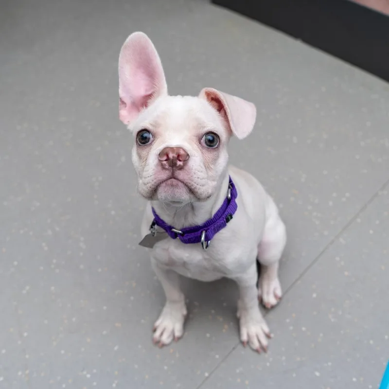 A baby small-sized female Black French Bulldog dog named Silky for adoption in New York, NY