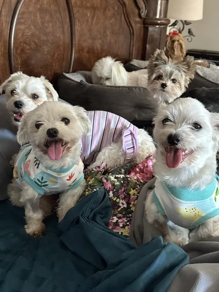 An adult small-sized female White / Cream Maltese dog named Peppa for adoption in Rancho Cucamonga, CA
