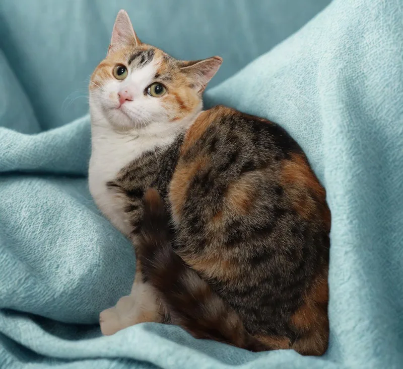 A young medium-sized female Calico cat named Greta for adoption in Euclid, OH