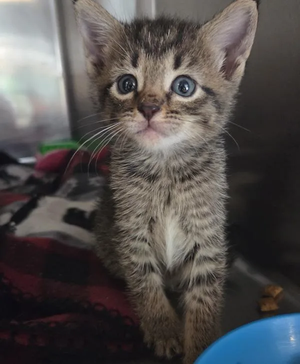 A baby small-sized female Domestic Short Hair cat named Sam Manson for adoption in Cleveland, TN